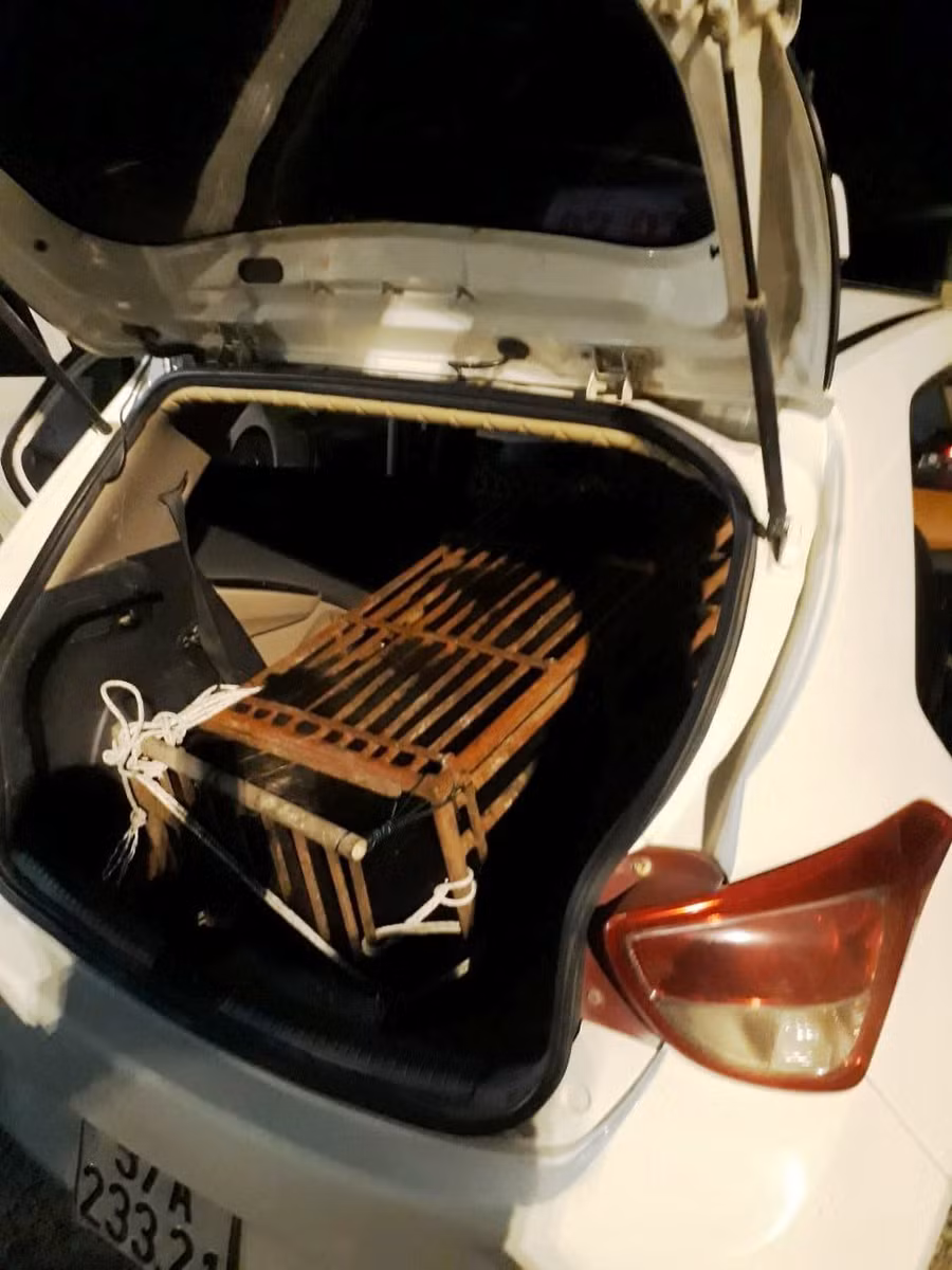 Cá thể gấu được giấu sau cốp xe taxi.