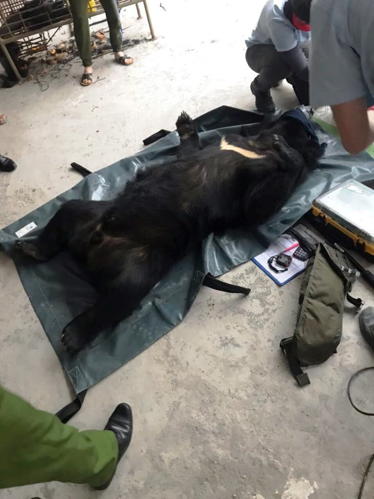 Cá thể gấu ngựa nặng 140kg.