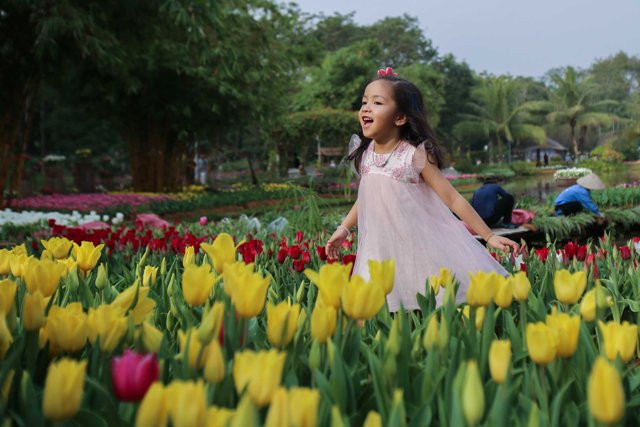 Hoa Tulip được xếp xung quanh hồ, tạo nên một khung cảnh rất đẹp.