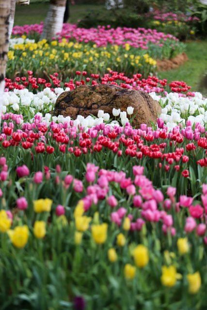 Thảm hoa đủ màu sắc quy tụ tại Lễ hội hoa Tulip 2019, Ecopark.