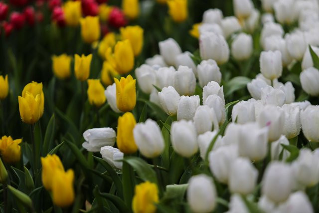 Hoa Tulip White Prince với sắc trắng tinh khôi giản dị giữa những dòng hoa khác.