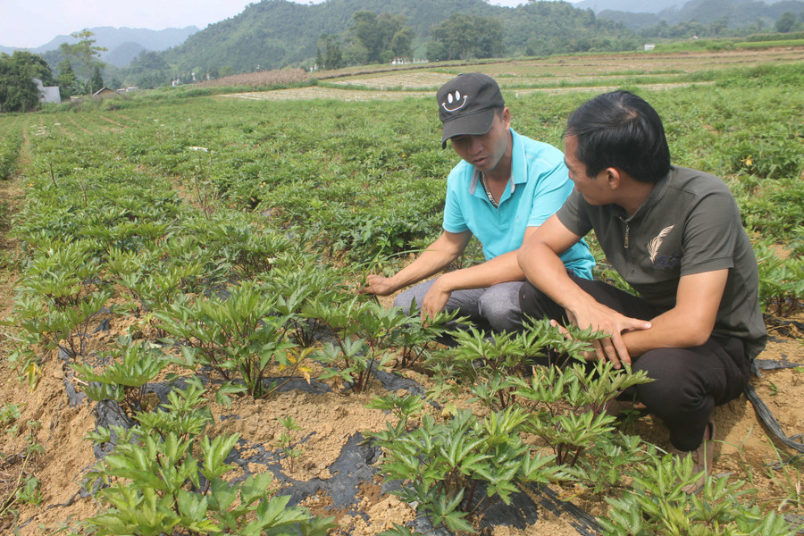 Diện tích trồng dược liệu của HTX Y học bản địa Quyết Tiến Diện tích trồng dược liệu của HTX Y học bản địa Quyết Tiến