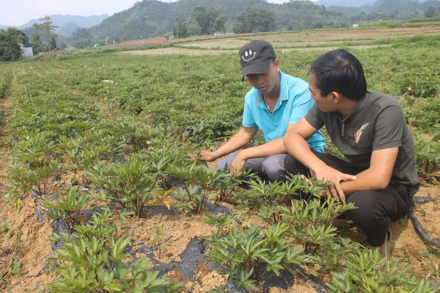 Diện tích trồng dược liệu của HTX Y học bản địa Quyết Tiến