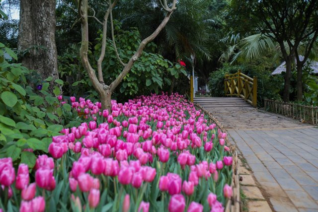 Nhiều bạn nhỏ vui đùa bên thảm hoa đầy màu sắc mang đậm sắc màu Hà Lan giữa long Hà Nội.