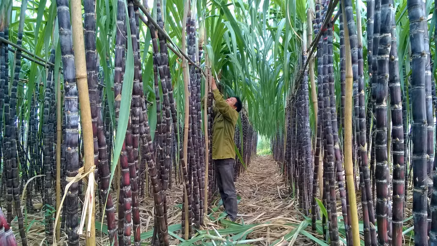 Không chỉ trồng dứa, chuối, cây mía cũng góp phần xóa nghèo và làm giàu