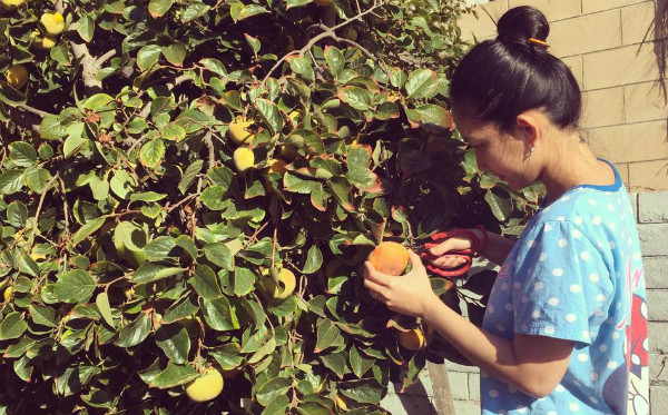 nhung-ngoi-nha-xanh-muot-cua-sao-viet-o-my-5