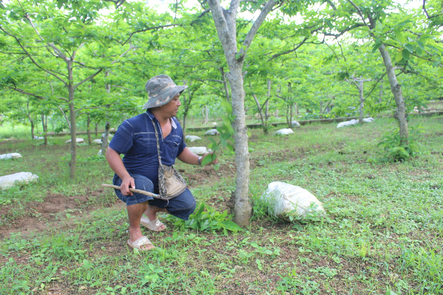 Cây Na là một trong những cây trồng chủ lực giúp bà con xã La Hiên từng bước thoát nghèo vươn lên làm giàu trên mảnh đất quê hương.