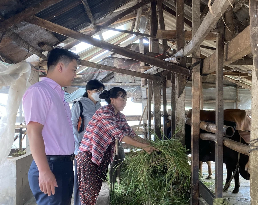 Phát huy mô hình phát triển kinh tế từ nguồn vốn vay tín dụng chính sách, Vĩnh Long đã thực hiện hiệu quả các chương trình tín dụng.