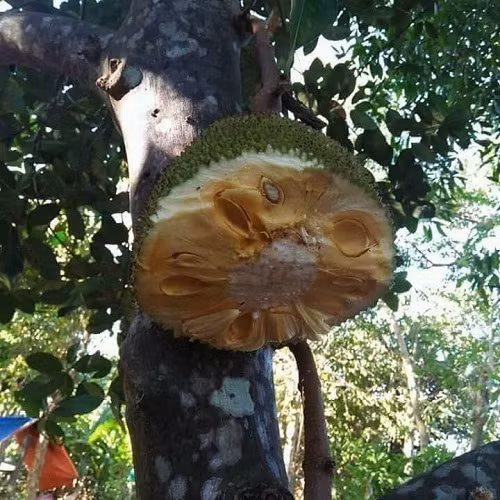 Tên trộm có tâm.