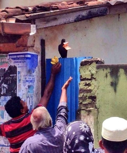 Tiền trao chuối múc.