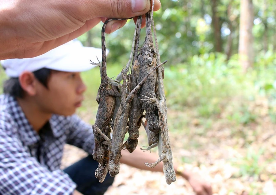 Quý ông lùng mua ‘thần dược phòng the’ có cánh ở miền Tây