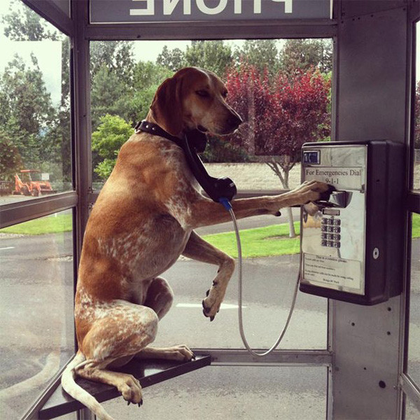 Gọi cú điện thoại cho gấu thôi mà vất vả quá. cuoi-te-ghe-16-6-2-kieu-phan-ung-cua-con-gai-khi-bi-da-4