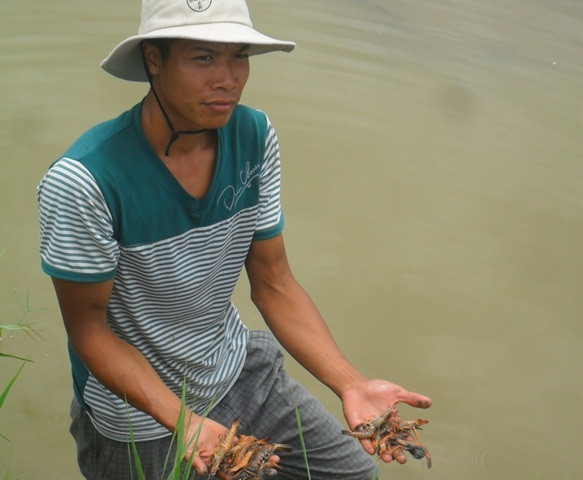Tôm cá chết, nông dân điêu đứng