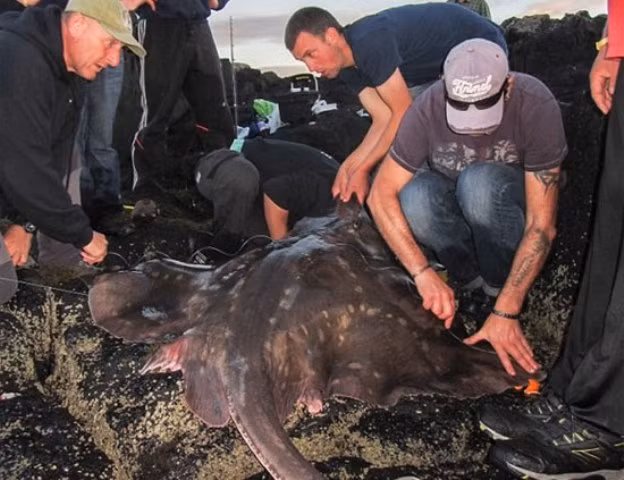 Chinh phục “quái ngư” khổng lồ 