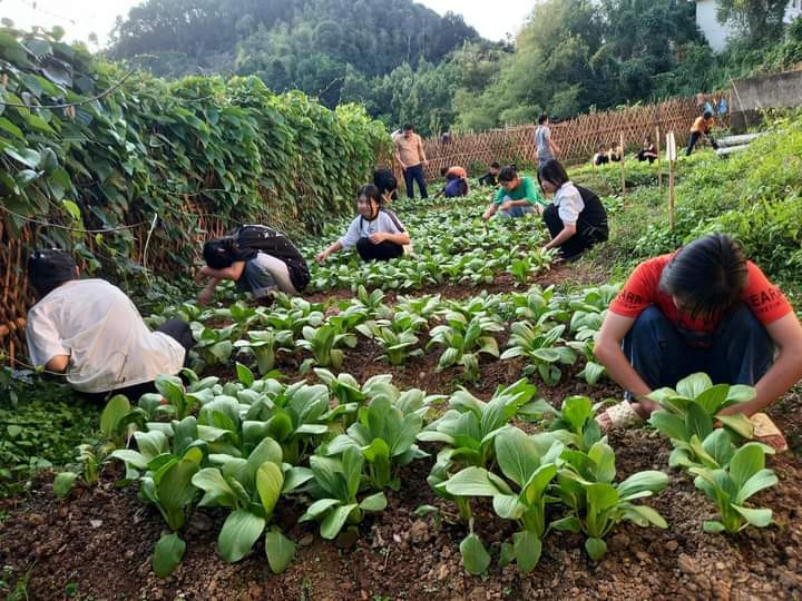 Các em học sinh trường PTDT bán trú THCS Thiện Hòa chăm sóc vườn rau ngoài giờ lên lớp Các em học sinh trường PTDT bán trú THCS Thiện Hòa chăm sóc vườn rau ngoài giờ lên lớp