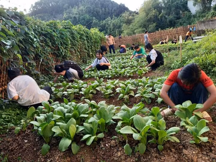 Các em học sinh trường PTDT bán trú THCS Thiện Hòa chăm sóc vườn rau ngoài giờ lên lớp