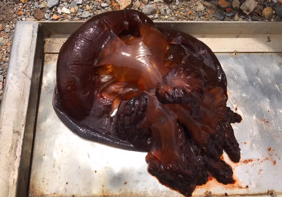 Sứa đỏ thường nặng từ 8-10 kg/con, có màu đỏ đặc trưng. Hiện nay, việc khai thác loài sứa này rất hiếm, ngư dân làng biển chỉ để dành ăn chứ không bán. Ảnh: LT. Sứa đỏ thường nặng từ 8-10 kg/con, có màu đỏ đặc trưng. Hiện nay, việc khai thác loài sứa này rất hiếm, ngư dân làng biển chỉ để dành ăn chứ không bán. Ảnh: LT.