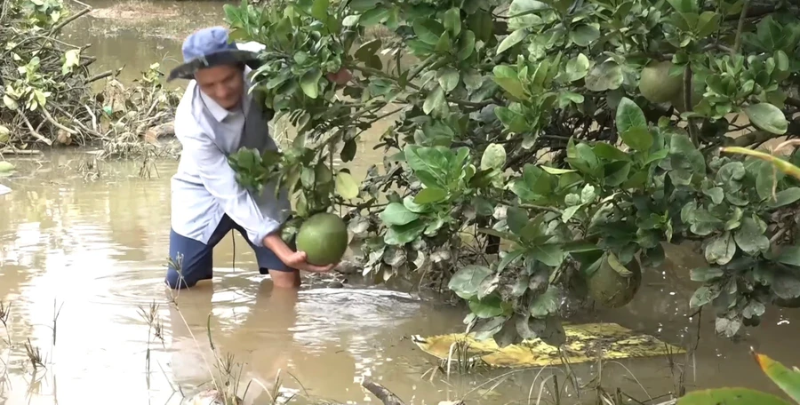 Lũ gây ngập tại vườn bưởi ở xã Nam Cát Tiên- ảnh minh họa