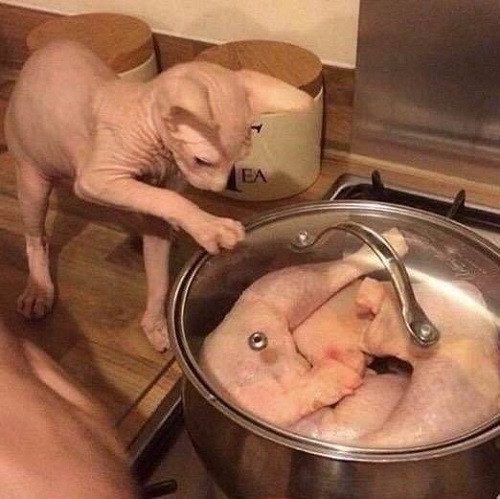 Tuy rằng khác giống, da chung một màu.