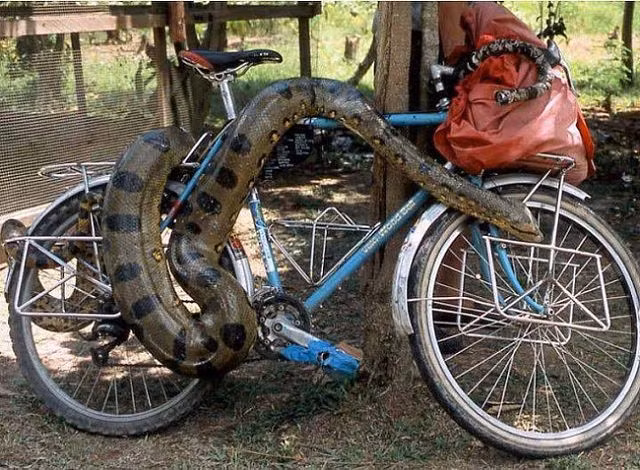 Muôn kiểu chống trộm “độc-dị” trên khắp thế gian - Hình 3