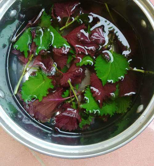 Chỉ cần nắm lá tía tô, bạn sẽ có làn da trắng hồng chẳng cần kem trộn ảnh 3 Chạy ngay ra chợ mua nắm lá tía tô, bạn sẽ có làn da trắng hồng chẳng cần kem trộn!-3