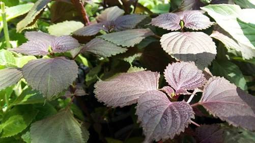 Chỉ cần nắm lá tía tô, bạn sẽ có làn da trắng hồng chẳng cần kem trộn ảnh 1 Chạy ngay ra chợ mua nắm lá tía tô, bạn sẽ có làn da trắng hồng chẳng cần kem trộn!-1