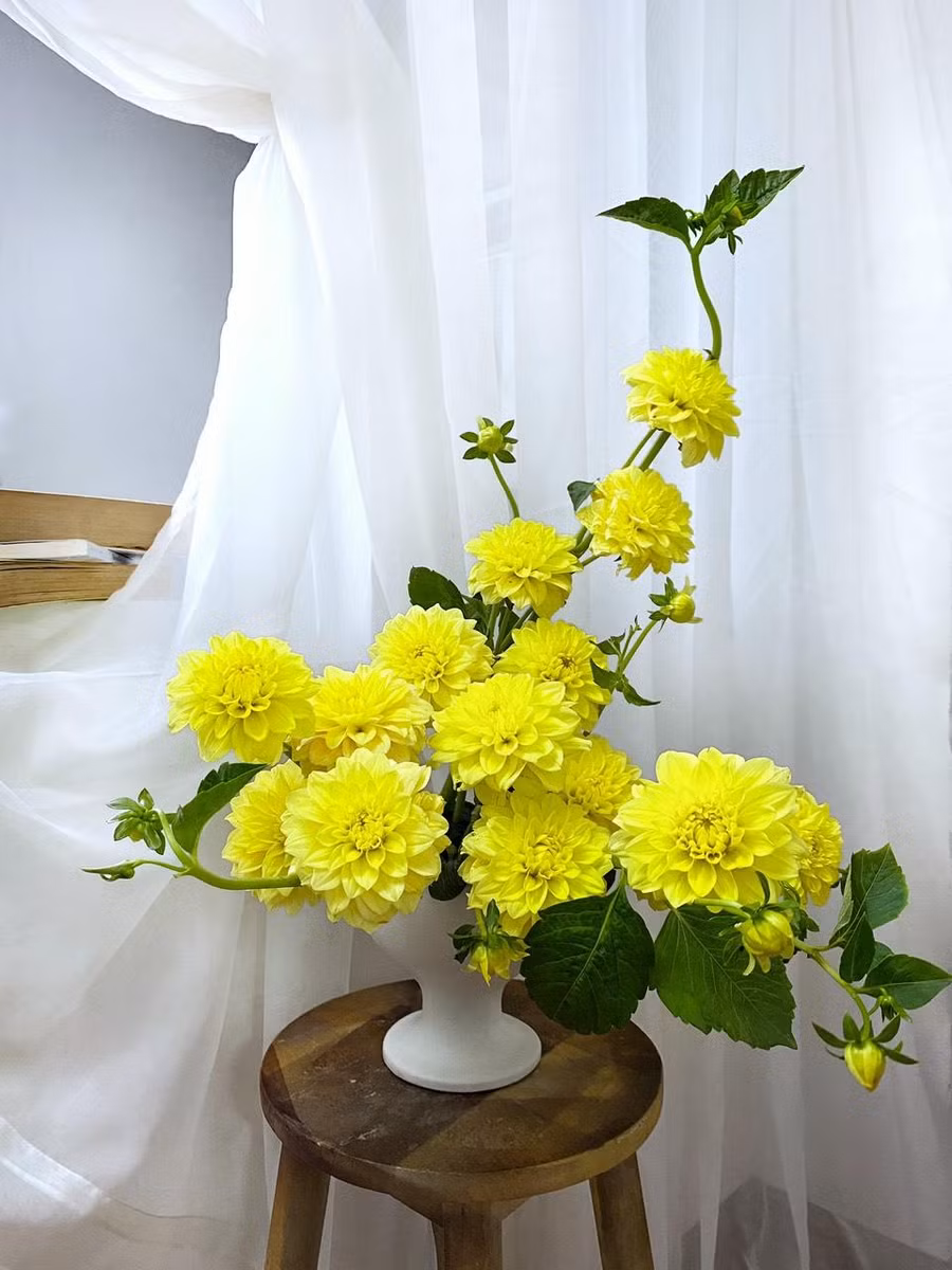 Hoa thược dược vàng rất bền, tươi rói góc nhà.