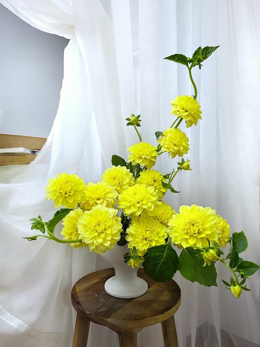 Hoa thược dược vàng rất bền, tươi rói góc nhà. Hoa thược dược vàng rất bền, tươi rói góc nhà.