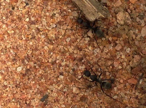 Câu kiến “độc“: Nghề lạ mới nổi với thu nhập “khủng“ ảnh 1 Câu kiến “độc“: Nghề lạ mới nổi với thu nhập “khủng“ ảnh 1