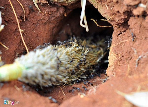 Câu kiến “độc“: Nghề lạ mới nổi với thu nhập “khủng“ ảnh 3 Câu kiến “độc“: Nghề lạ mới nổi với thu nhập “khủng“ ảnh 3