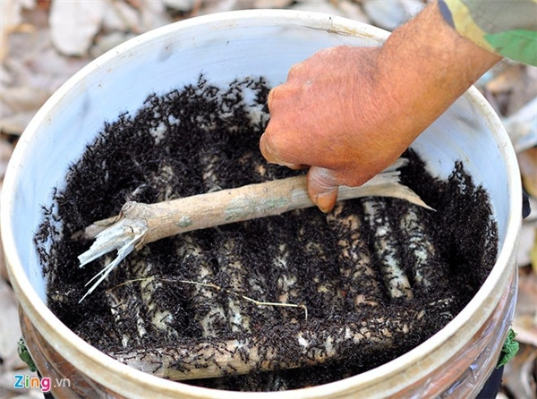 Câu kiến “độc“: Nghề lạ mới nổi với thu nhập “khủng“ ảnh 5 Câu kiến “độc“: Nghề lạ mới nổi với thu nhập “khủng“ ảnh 5