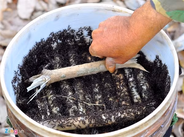 Câu kiến “độc“: Nghề lạ mới nổi với thu nhập “khủng“ ảnh 5