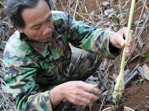 Câu kiến “độc“: Nghề lạ mới nổi với thu nhập “khủng“ ảnh 6 Câu kiến “độc“: Nghề lạ mới nổi với thu nhập “khủng“ ảnh 6