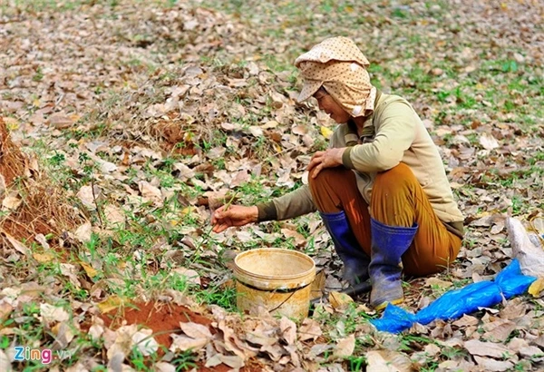 Câu kiến “độc“: Nghề lạ mới nổi với thu nhập “khủng“