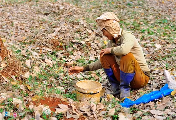 Câu kiến “độc“: Nghề lạ mới nổi với thu nhập “khủng“
