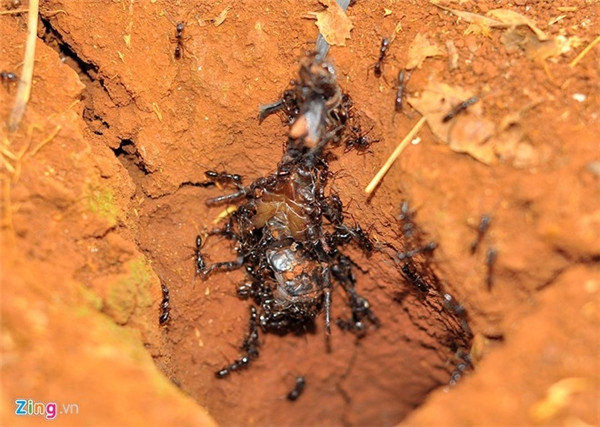 Câu kiến “độc“: Nghề lạ mới nổi với thu nhập “khủng“ ảnh 2 Câu kiến “độc“: Nghề lạ mới nổi với thu nhập “khủng“ ảnh 2