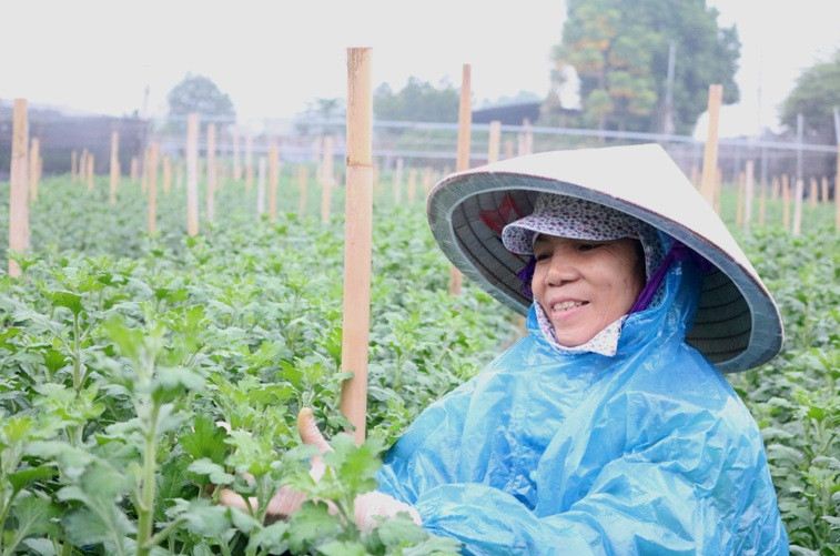 Người Tây Tựu luôn tin tưởng rằng thời tiết sẽ ủng hộ vụ hoa Tết năm nay