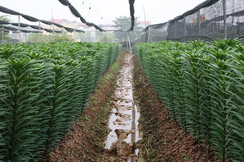 Vườn hoa ly đang thời kỳ giữ nụ