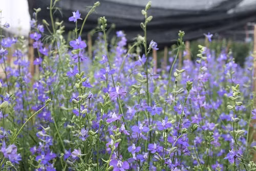 Một vườn hoa Violet dưới nắng