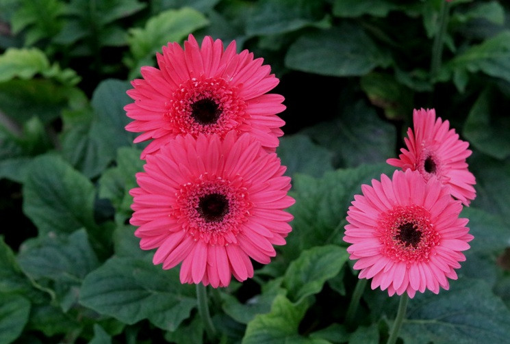 Thấp thoáng những khóm hoa nở sớm