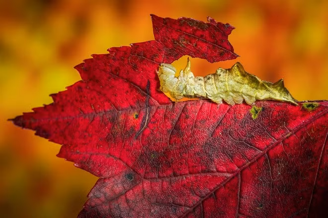 Thiên đường thiên nhiên biến hóa theo mùa ở Mỹ ảnh 5