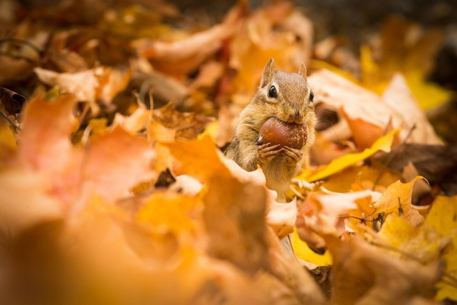 Thiên đường thiên nhiên biến hóa theo mùa ở Mỹ ảnh 6