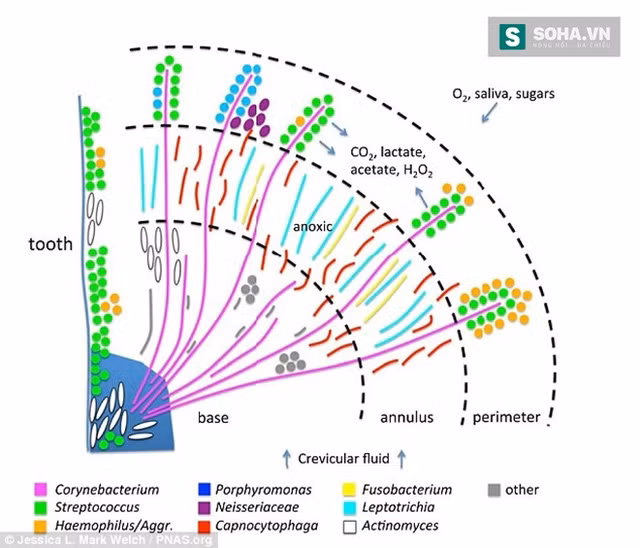  Ảnh thu được sử dụng dữ liệu trên kính hiển vi kết hợp với hình ảnh quang phổ học. 