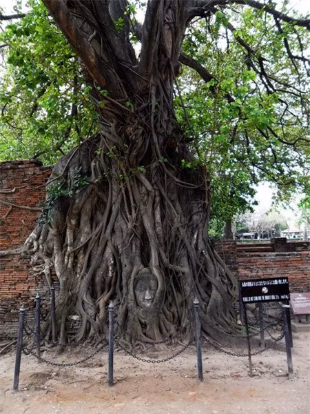 Cận cảnh tượng Phật kỳ lạ nhất thế giới ảnh 7