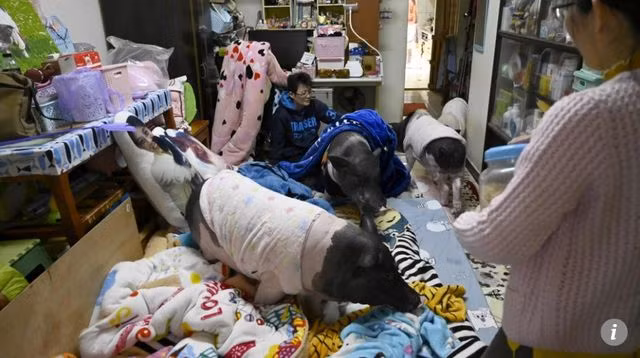 Kỳ lạ người phụ nữ nuôi bốn chú lợn làm “thú cưng” trong nhà - 1
