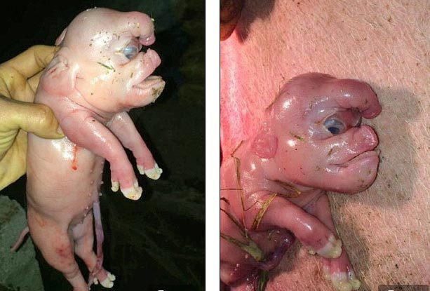 Tranh nhau mua lợn đột biến mặt giống người Tranh nhau mua lợn đột biến mặt giống người