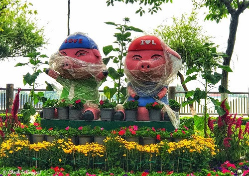 Heo cosplay ninja Việt. Heo cosplay ninja Việt.