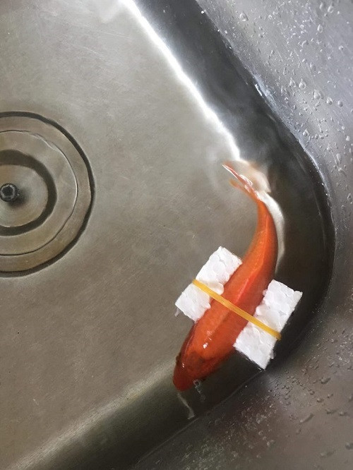 Mẹo chữa cá bơi ngửa bụng.