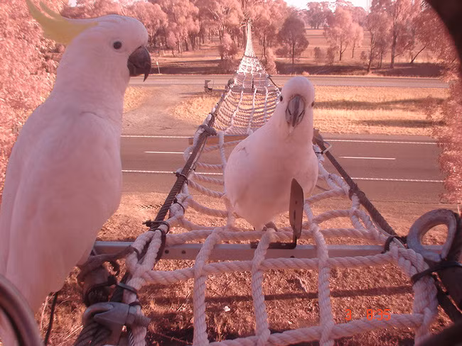 Những con đường độc nhất vô nhị trên thế giới được thiết kế dành riêng cho động vật - Ảnh 4.