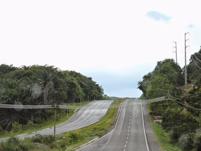 Những con đường độc nhất vô nhị trên thế giới được thiết kế dành riêng cho động vật - Ảnh 8.